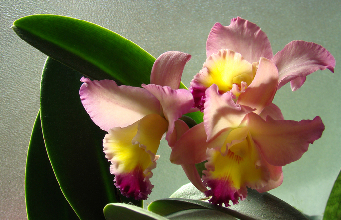 002_edited-2 (700x451, 338Kb)