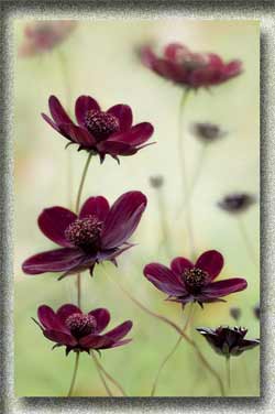 0_cea74_7d138bd_orig (250x376, 11Kb)