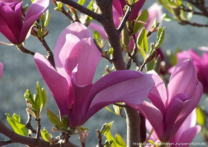 magnolia-susan-1_179 (700x496, 276Kb)
