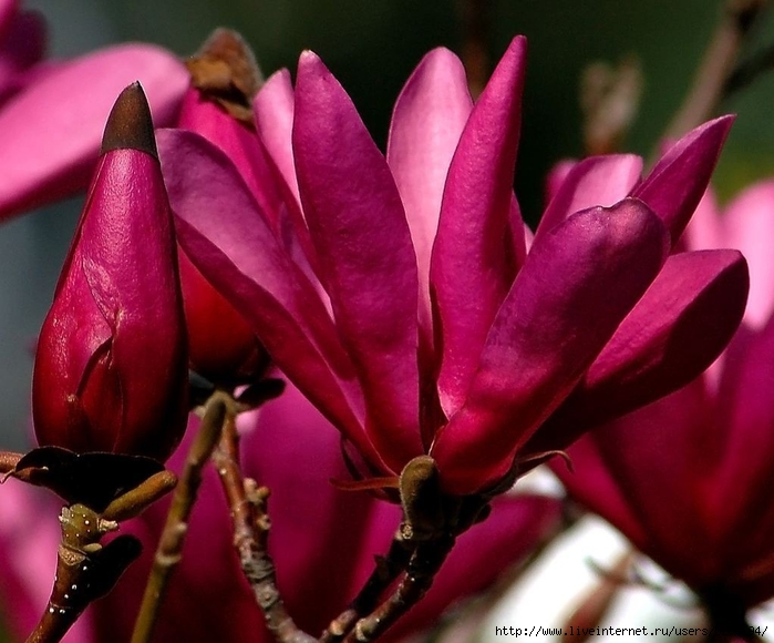 magnolia_susan_2 (700x580, 259Kb)