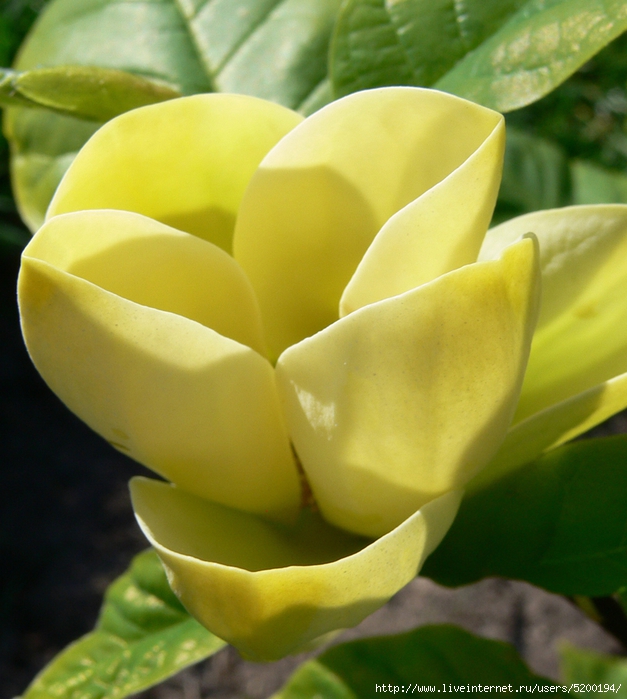 magnolia yellow bird (627x700, 289Kb)