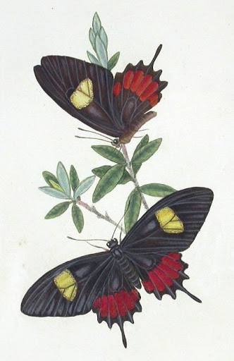 Бабочки и другие насекомые. Картинки для декупажа (23) (332x512, 112Kb)