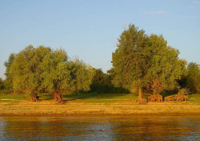 Шагающее дерево фото