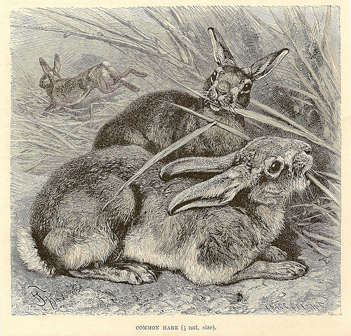 На рисунке изображены горностаевые кролики выращенные при разных температурах окружающей среды какое