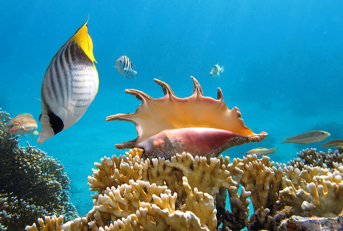 Фото красное море подводный мир