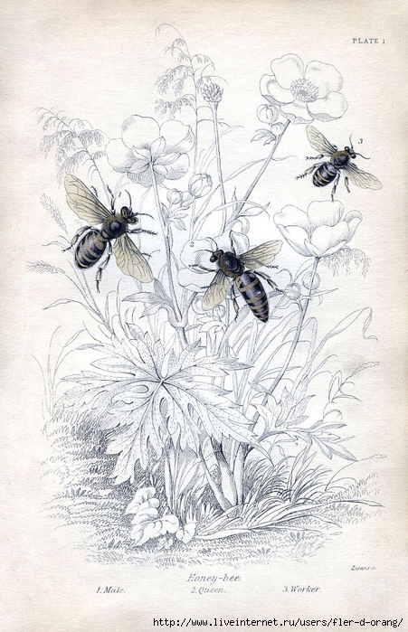 bee+botanical+vintage+Image+GraphicsFairy5sm (451x700, 302Kb)