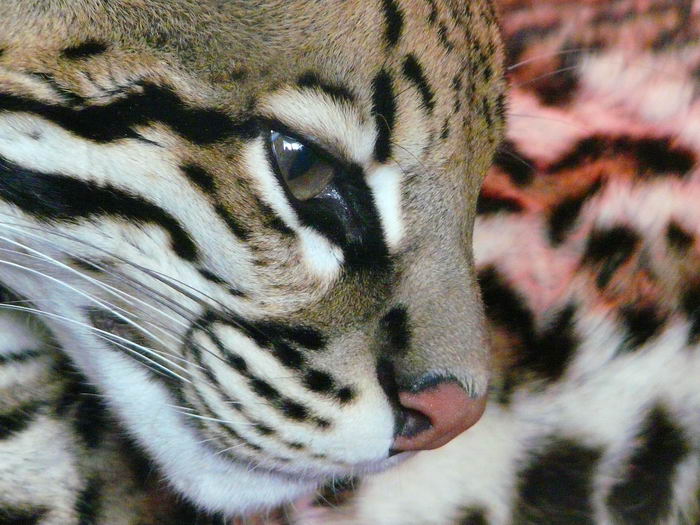 5402287_leopardus_pardalis_01 (700x525, 79Kb)