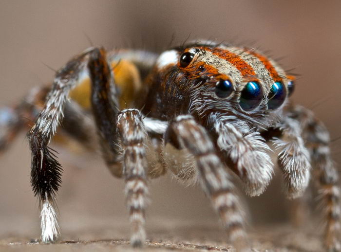 5402287_maratus_volans_02 (700x518, 52Kb)