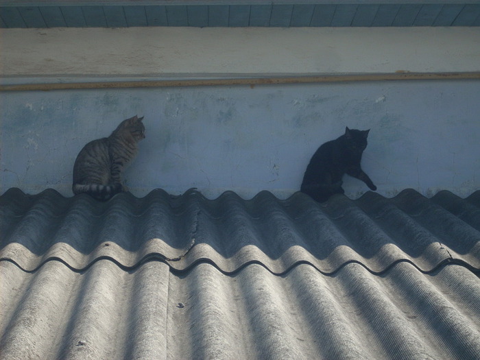 DSCN6397 (700x525, 95Kb)