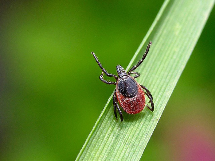 11_Ixodes_ricinus (400x325, 127Kb)