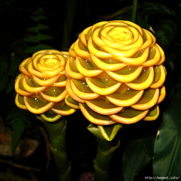 0b059373e532b9ffd100082944234fea (600x600, 158Kb)