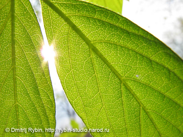 5179278_leaf_aa1 (600x450, 104Kb)