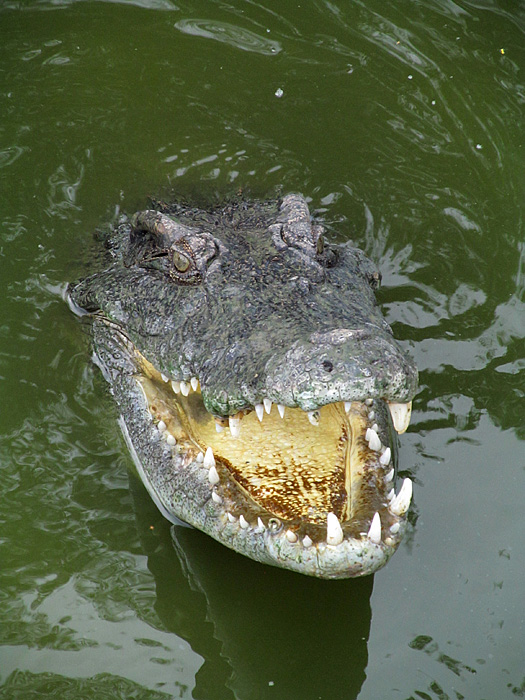 IMG_2297 (525x700, 201Kb)