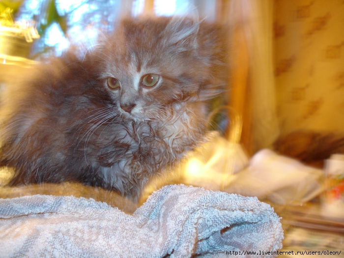 DSC01425 (700x525, 309Kb)