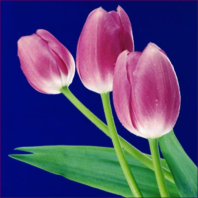 1204651_tulips2 (400x400, 36Kb)
