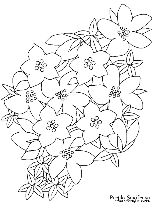 printable-purplesaxifrage-flowers-coloring-pages-book-best-quality (525x700, 179Kb)