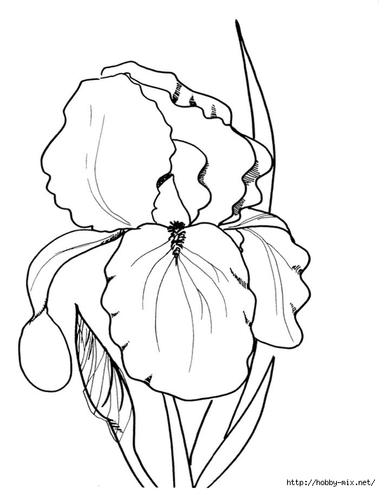 flower-coloring-sheet (540x700, 114Kb)