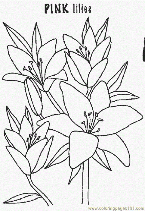 awesome-lily-natural-world-flowers--printable-coloring-page-high-quality (482x700, 212Kb)