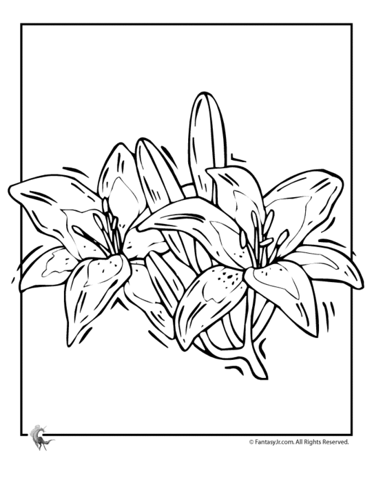 high-resolution-fantasy-jr-lily-flower-coloring-page-great-resolution (540x700, 49Kb)