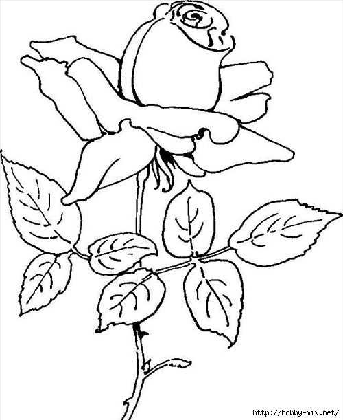 beautiful-rose-flower-coloring-pages-for-kids-best-quality (500x611, 139Kb)