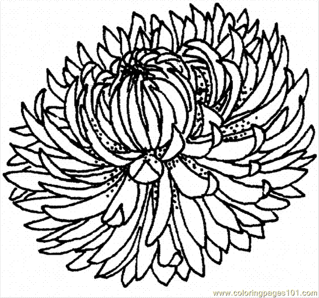 best-printable-coloring-page-chrysanthemum-natural-world-flowers-best-for-kids (650x607, 47Kb)