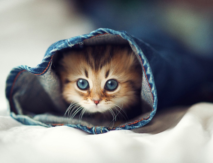 :          !        ...   !/5402287_66812076 (700x533, 107Kb)