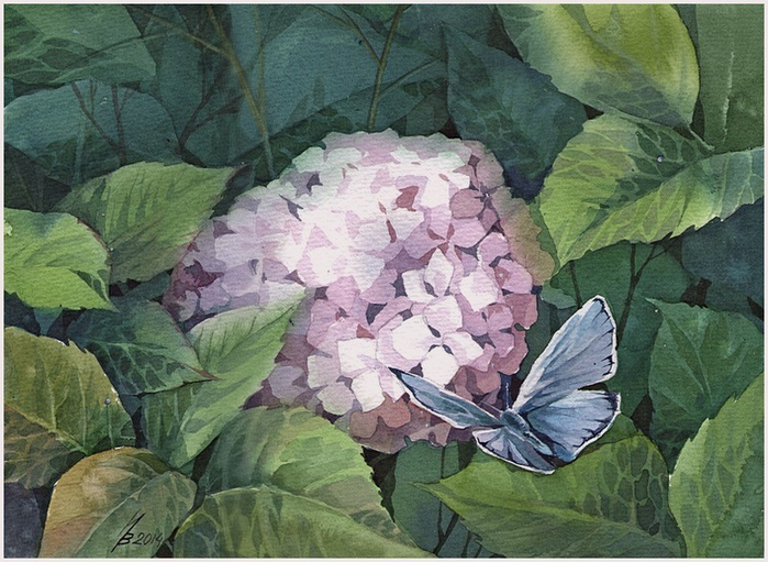 hydrangea_by_kosharik69-d725vec (700x511, 406Kb)