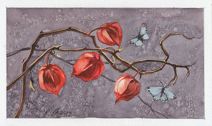 physalis_by_kosharik69-d718n0b (700x416, 315Kb)