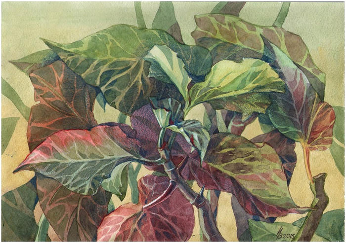 begonia_colors_of_the_rainbow_by_kosharik69-d6d9q4t (700x493, 438Kb)