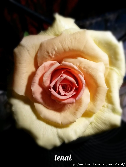 роза.jpg3 (528x700, 172Kb)