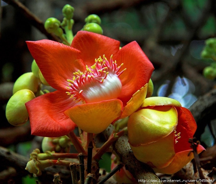 Couroupita guianensis С†РІРµС‚РѕРє