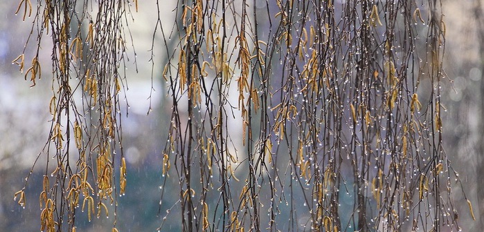 4562671_dojd_1_ (700x336, 123Kb)