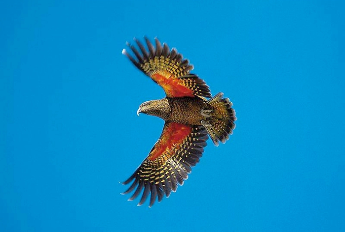 Kea02 (700x472, 139Kb)