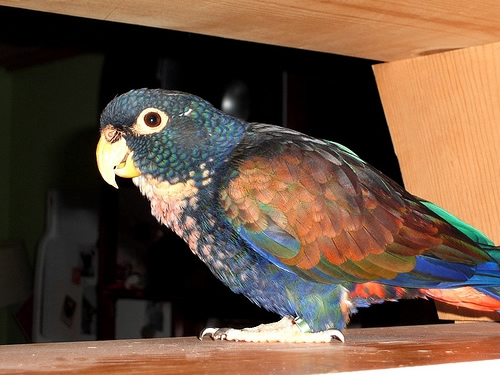 Bronze-Winged-Pionus (500x375, 140Kb)