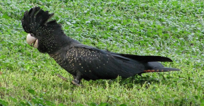 australian-parrots-photos-download (700x363, 264Kb)