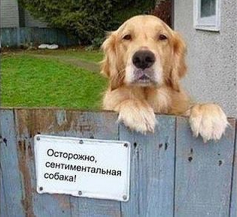 sent (473x433, 342Kb)
