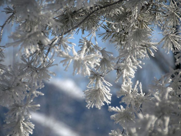 ветка снег иней сосна branch snow frost pine загрузить