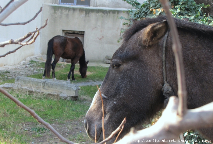 IMG_0007 (700x474, 281Kb)