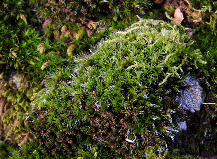 5559494_DSCN3265 (700x512, 226Kb)