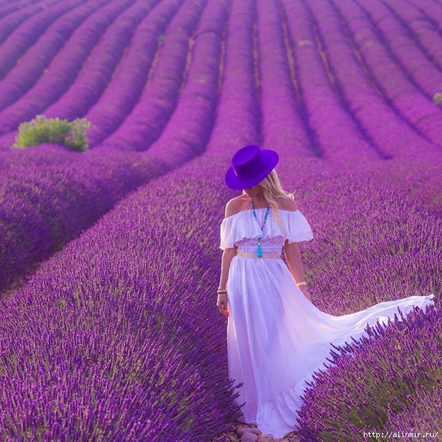 5283370_lavanda (640x640, 247Kb)