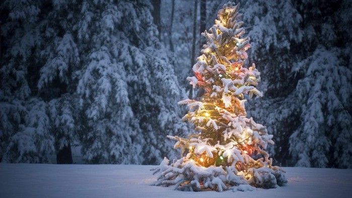 3303834_christmas_tree_13 (700x393, 82Kb)