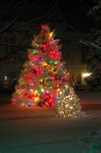 3303834_christmas_tree_8 (332x500, 55Kb)