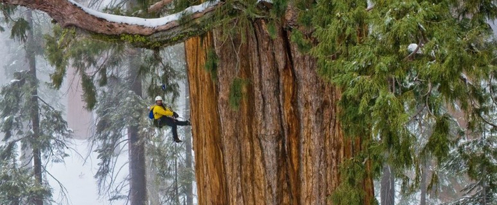 giant-sequoia-trees-774x320 (700x289, 261Kb)