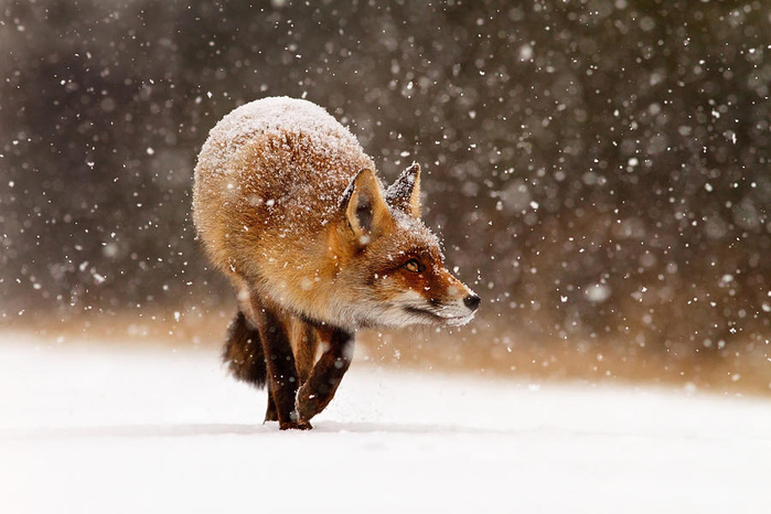 1-fox-first-snow-roeselien-raimond (700x466, 290Kb)