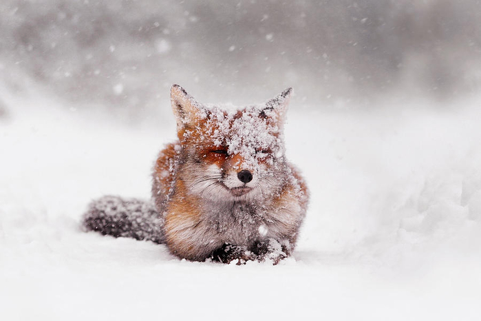 fairytale-fox-ii-roeselien-raimond (700x466, 174Kb)