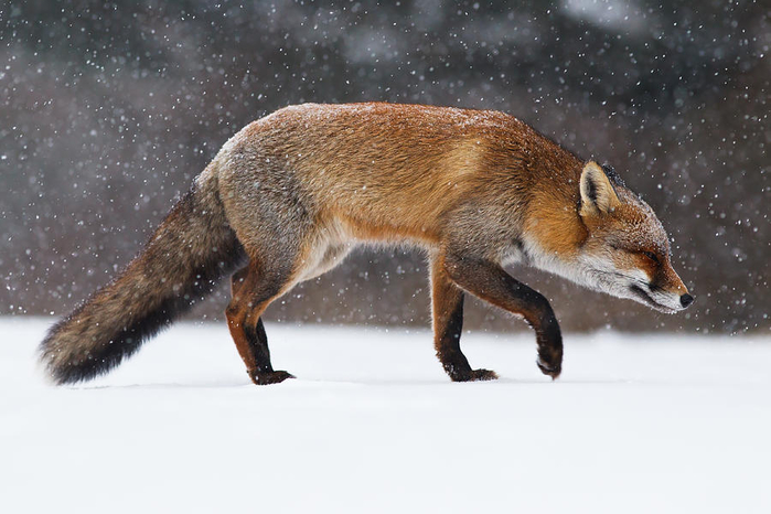 red-fox-trotting-through-a-snowshower-roeselien-raimond (700x466, 284Kb)