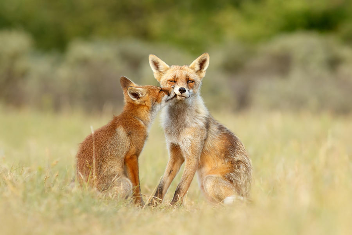 thank-god-its-friday-fox-love-roeselien-raimond (700x466, 248Kb)