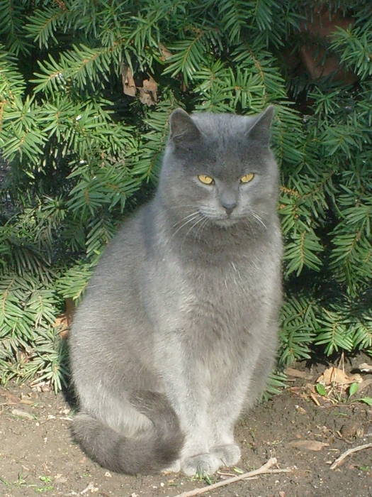 3571750_S7300410 (525x700, 342Kb)