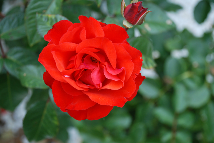 DSC_0020 (700x468, 306Kb)