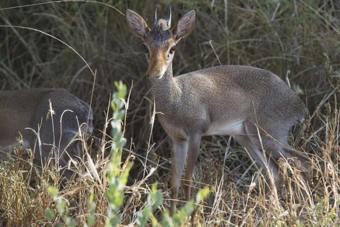 dikdik-gjuntera-nebolshoe-zhvachnoe-zhivotnoe-animal-reader.-ru--1024x683 (700x466, 113Kb)